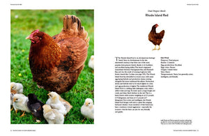 Backyard chicken keeper's Bible book by Abrams showing colorful cover with illustrations of chickens and farm tools.