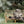 SHEEPSKIN- Texel sheep fleece blue Texel - Pleasant Beach Living