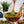 KITCHEN- BOWL- Olive Wood Family Salad Bowl- 11