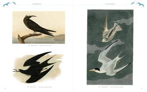 BOOK- Audubon's Birds of America