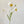 Colorful 22-inch silk poppy spray with flocked floral stem, vibrant and realistic floral decor from Sweet Home Deco.