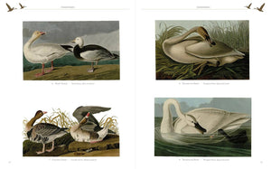BOOK- Audubon's Birds of America