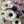 FLOWERS-22''T Faux Anemone Artificial Flowers, Three Head Anemones - Pleasant Beach Living