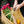 BASKET- Large African Ghana Bolga Basket - Pleasant Beach Living