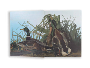 BOOK- Audubon's Birds of America