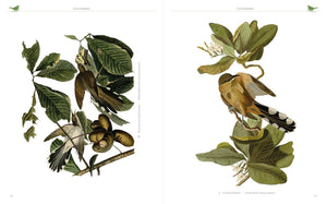 BOOK- Audubon's Birds of America