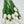 FLOWERS-Latex Real Touch Tulips- Set of 10 - Pleasant Beach Living