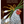 Spring Chicken birthday greeting card by HnC featuring foil accents and colorful spring-themed illustration.