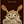 Thank You Owl greeting card by HnC featuring gold foil accents and a cute owl design on a white background.