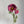 FLOWERS-20''T PU Soft Touch Faux Anemone Flower, Sinlge Stem Anemone - Pleasant Beach Living