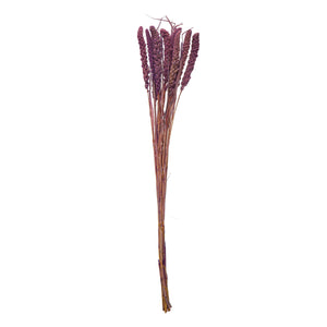 Dried Natural Foxtail Bunch, Lavender Color