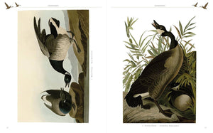 BOOK- Audubon's Birds of America