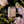 Voluspa Jasmine Midnight Blooms large jar candle with 18oz size, featuring a decorative floral design and elegant packaging.