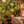 Golden heart ornaments with colorful beads hang vertically, with blurred plants in the background.