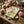 Set of four Dragonfly Garden cloth dinner and cocktail napkins by Dot and Army, with intricate floral and dragonfly designs.