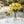 Yellow roses in clear vases on a white table, with a blurred stone path and greenery in the background.