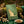 Green card with gold cat silhouette, surrounded by gold cat statues, moss, and a dish of treats.