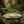 A round soap on a stone slab in a lush, sunlit forest with moss, ferns, and a gentle stream.