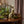 DECOR- ANIMAL-Hare, Brass