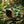 Gold smartwatch with green band on mossy log in a sunlit forest setting.