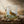 BOOK- Audubon's Birds of America